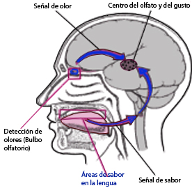 Sabor o flavor. Una sensacion global