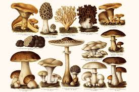 Las setas. Caracteristicas y valor nutricional