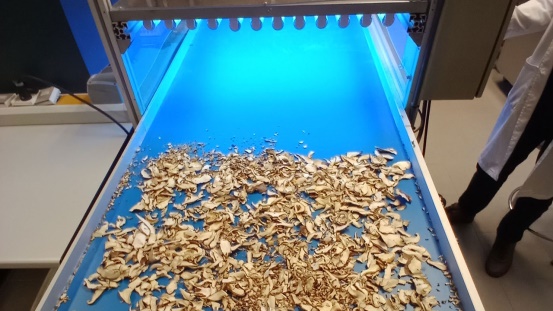 Las setas. Caracteristicas y valor nutricional