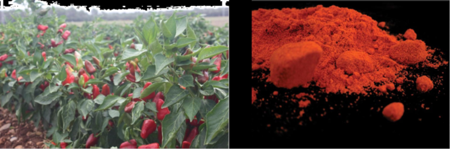 El chosco de Tineo, un manjar único y beneficioso