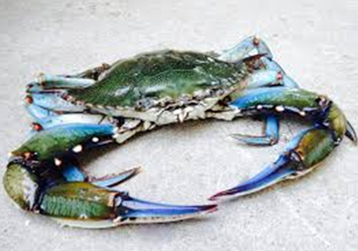 Cangrejo azul nadador. Especie invasora o comerciaL