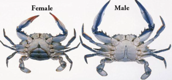 Cangrejo azul nadador. Especie invasora o comerciaL