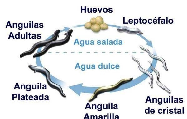 Las angulas, el caviar del mar con forma de fideos