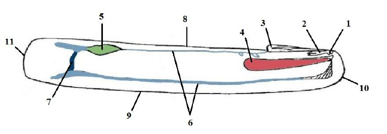 Las navajas americanas. Nos estan invadiendo