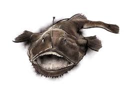 Explorando curiosidades del rape