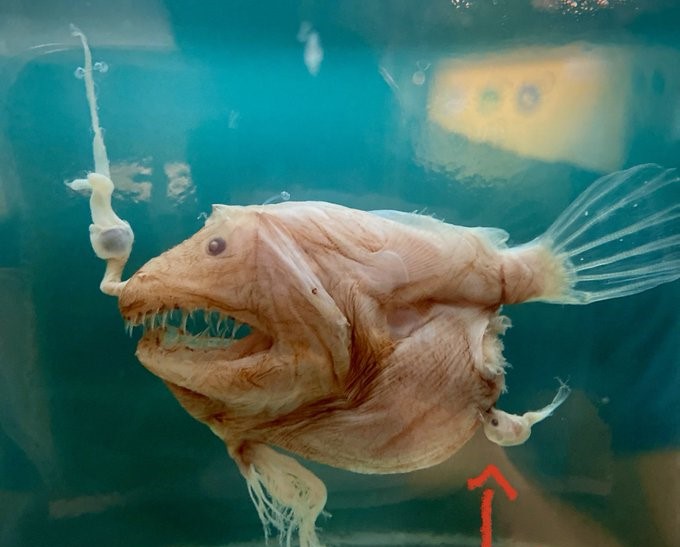 Explorando curiosidades del rape